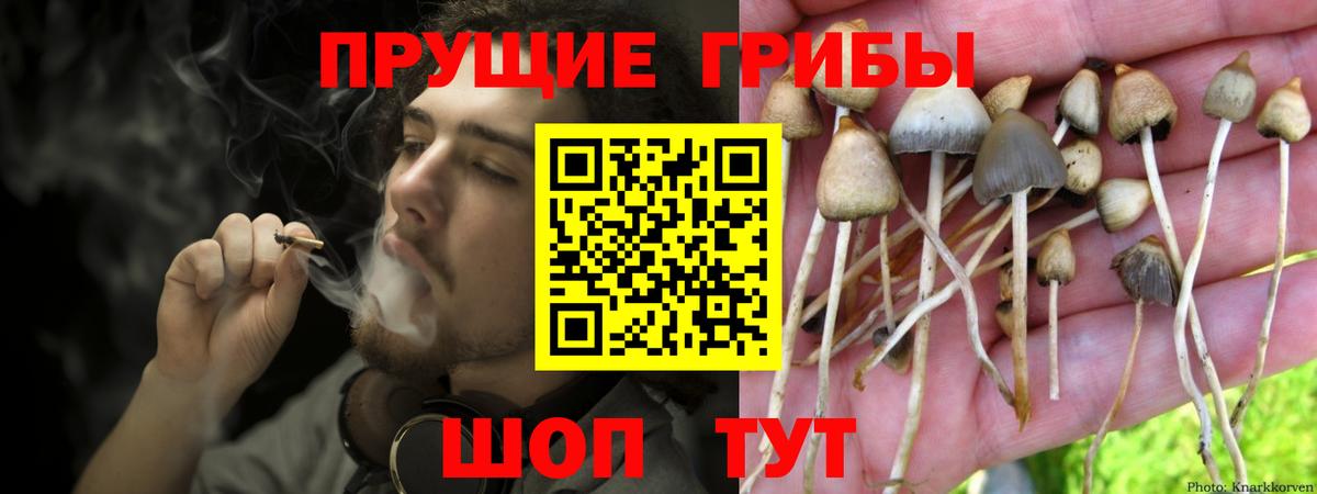 Псилоцибиновые грибы Psilocybine cubensis Волжский